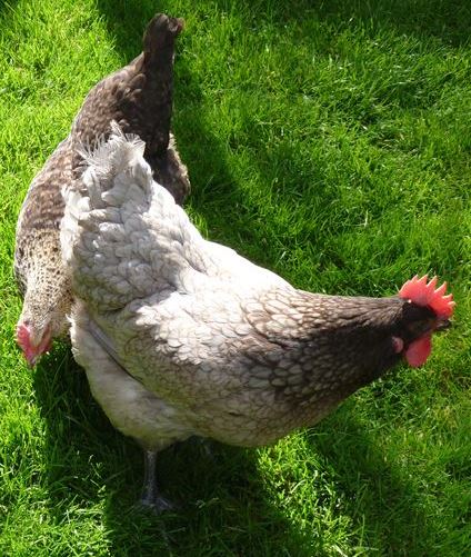 ChickensGreen's tweet photo. Here's Cynthia &amp; Floella enjoying grazing on the grass. I love listening to their happy noises they make as they discover a worm. #HappyHens #TheGoodLife #Chickens #Hens #FreeRange #ChickenKeeper #Smallholding #henkeeper #ChickenWorld #LifeOfAChicken #GreenAcreCottageChickens https://t.co/E6v9tVyTFa