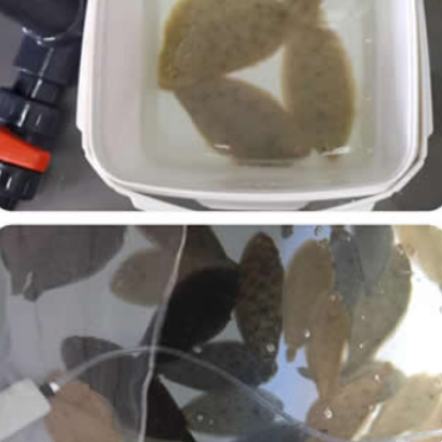 IPacuicultura's tweet photo. El proyecto #SUNRAS, de @univcadiz , sobre gestión de efluentes en #acuicultura marina intensiva mediante tecnología solar se hace con el XX Premio #JACUMAR de Investigación en Acuicultura https://t.co/rW3rSdwd41 #lenguado #RAS https://t.co/Dc123OTwQQ