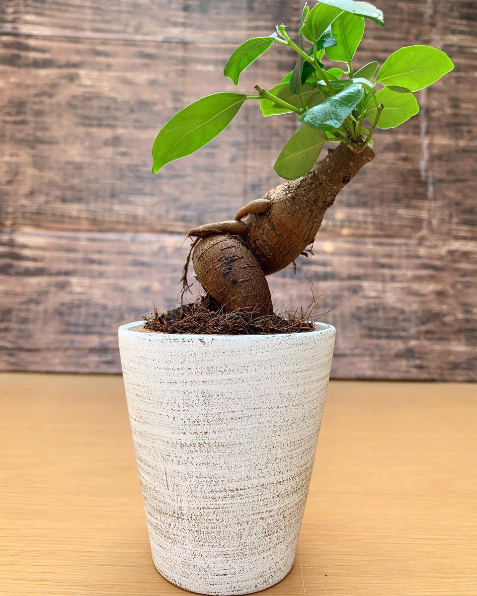 がじゅまる GR20231122_S3_YMTI90_100.jpg