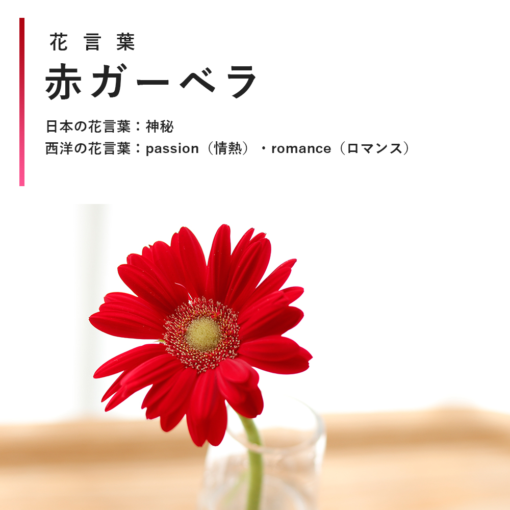 花キューピット I879 Com 公式 ガーベラにはいろんな色があり それぞれ花言葉も異なっています 贈る人のイメージ 贈りたい花言葉から選びませんか