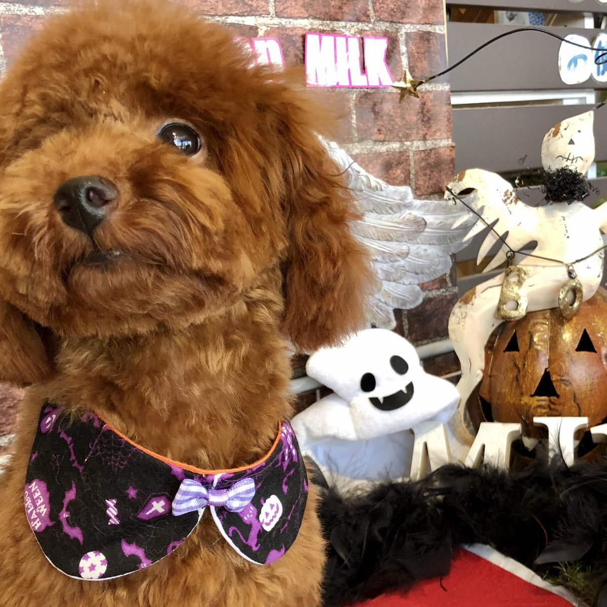 LilofTinypoo's tweet photo. トリミング後のハロウィンPhoto 
🐶👻🎃

#犬のいる暮らし #犬のいる生活  #トイプードル #タイニープードル 
#ToyPoodle #Tinypoodle #ビビり犬 #怖がり犬 
#Halloween #Halloweencostume https://t.co/9srmlUbzBl