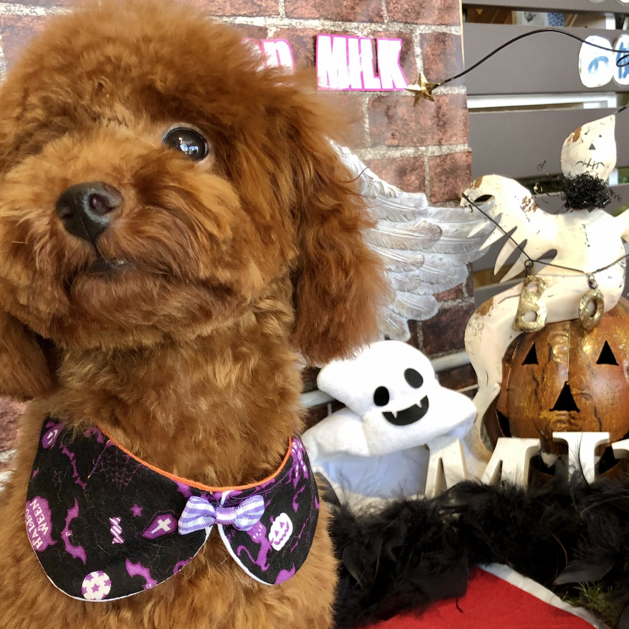 تويتر タイニープーのりるちゃん على تويتر トリミング後のハロウィンphoto 犬のいる暮らし 犬のいる生活 トイプードル タイニープードル Toypoodle Tinypoodle ビビり犬 怖がり犬 Halloween Halloweencostume T Co 9srmlubzbl