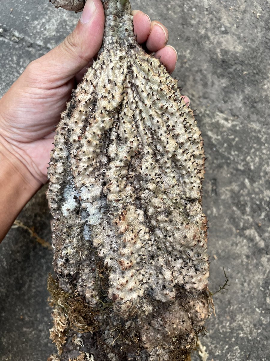 itome@伊藤蟻植物農園 on X: 