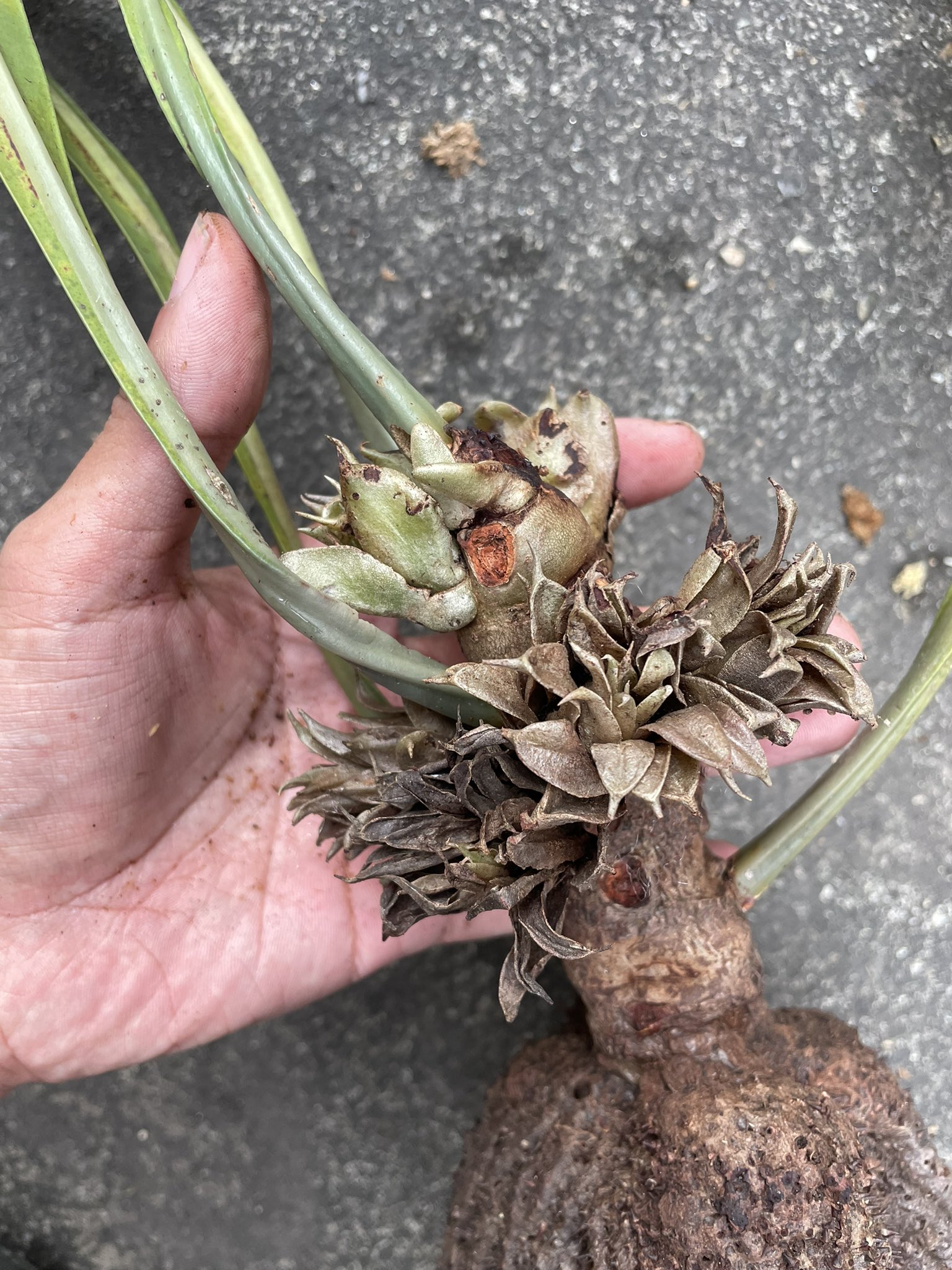 まさまる　アリ植物 itome@伊藤蟻植物農園 on X: 