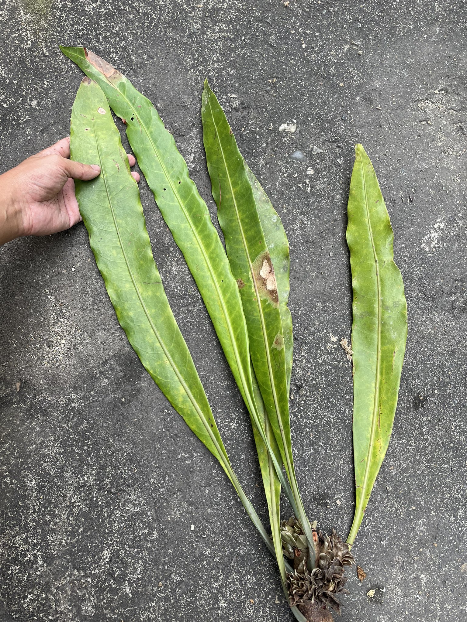 まさまる　アリ植物 FCsC5FnWEAcuoIj.jpg