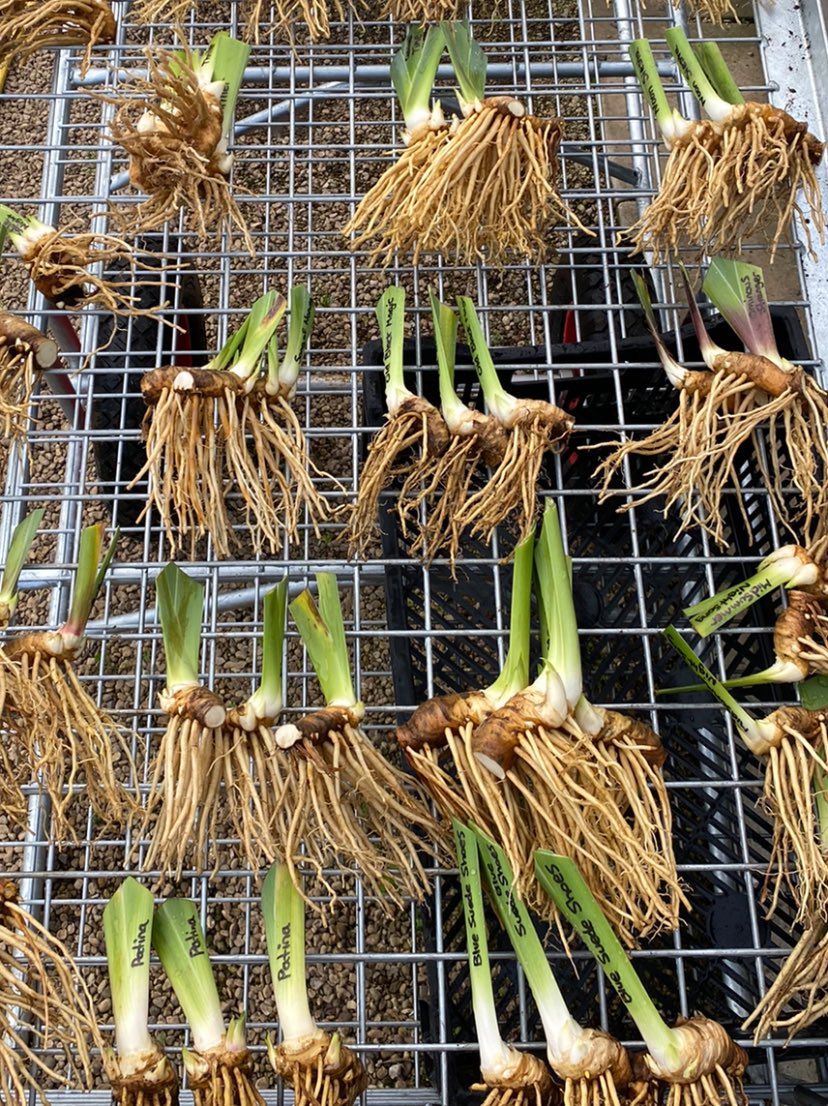 IrisesSeagate's tweet photo. Last chance to order #irises over the next few days as we close orders for bareroot plants on Sunday night! #barerootirises #lastorders #2021season #plantnow #beardedirises #irislove #peatfree #plasticfree #growing #recyclablepackaging https://t.co/V4mFwPg9V3
