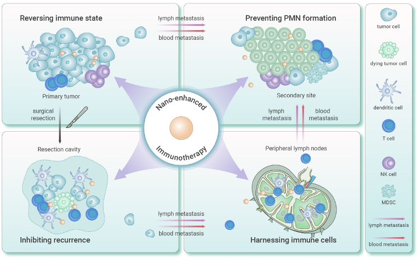 Nanotechnology-enhanced immunotherapy for metastatic cancer

cell.com/the-innovation…