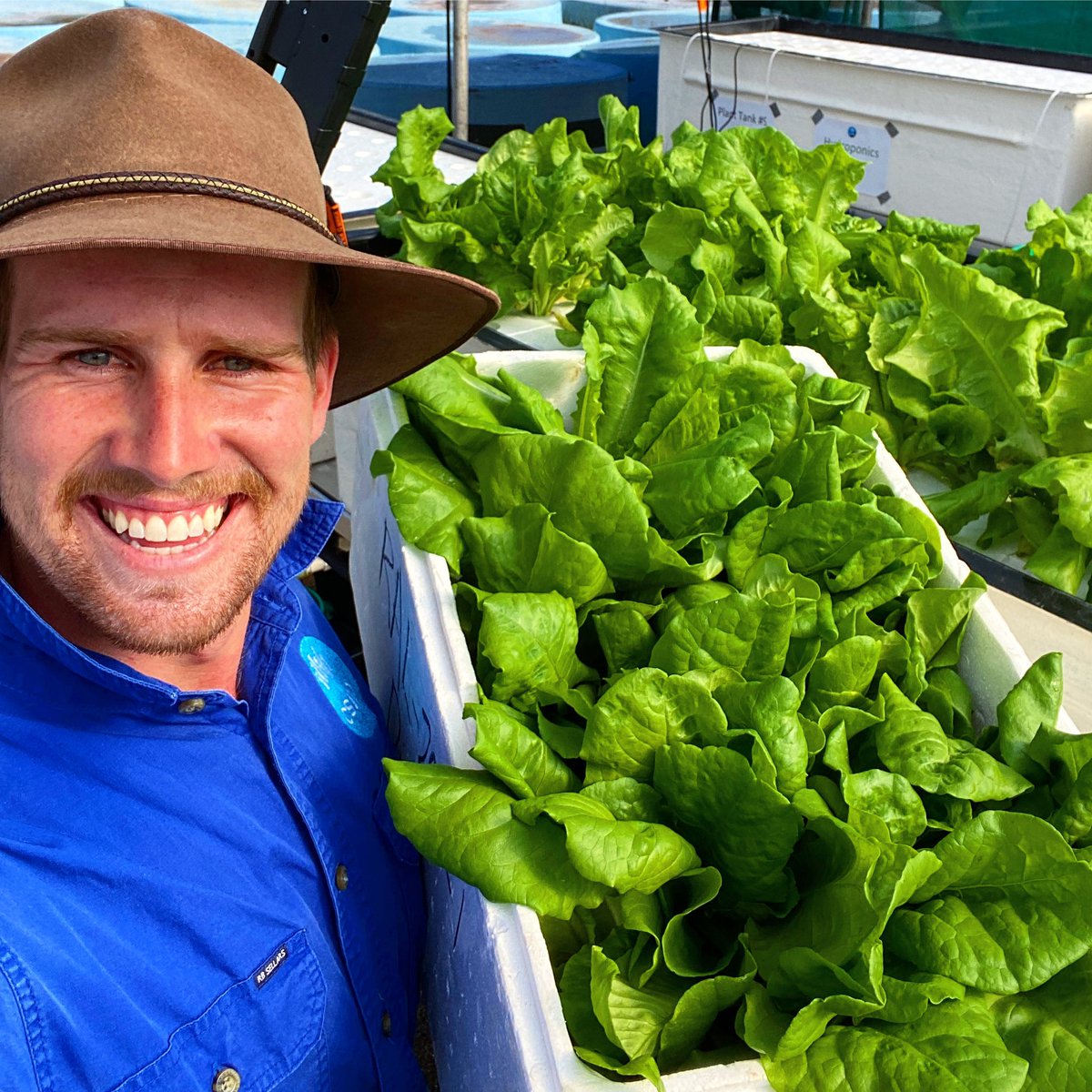 AquacultureTim's tweet photo. Seafood San Chow Bow anyone? Butterhead lettuce grown in a #aquaponics trial with barramundi. Another foray by #csiroaquaculture to improve the #seafood circular economy.  @CSIRO https://t.co/jsvJY7ymUF