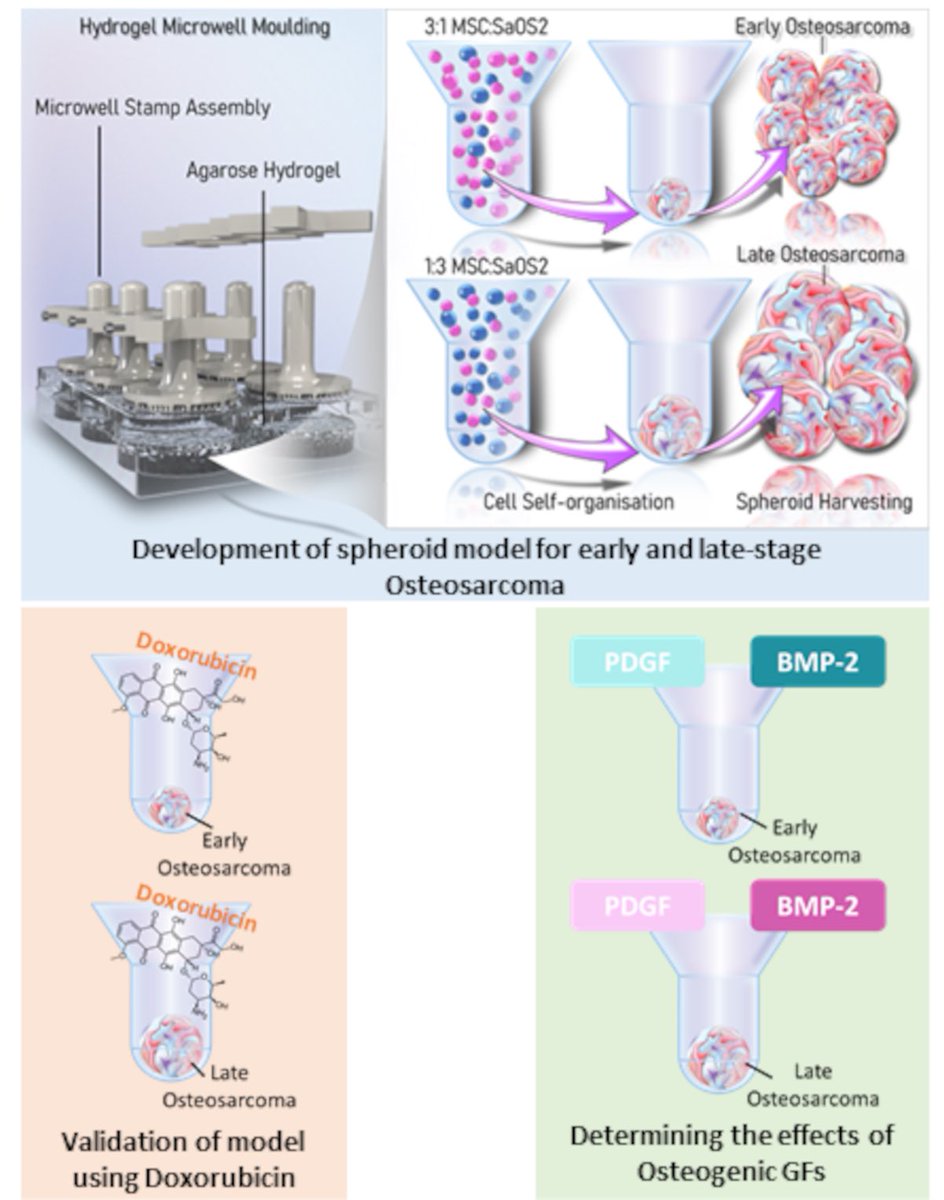Delighted to see my first paper from my @MSCActions fellowship #PrintChemo published in @AdvSciNews. Here, we developed a novel spheroid model for osteosarcoma, to understand the divergent relationship between tumour elimination and bone regeneration! onlinelibrary.wiley.com/doi/full/10.10…