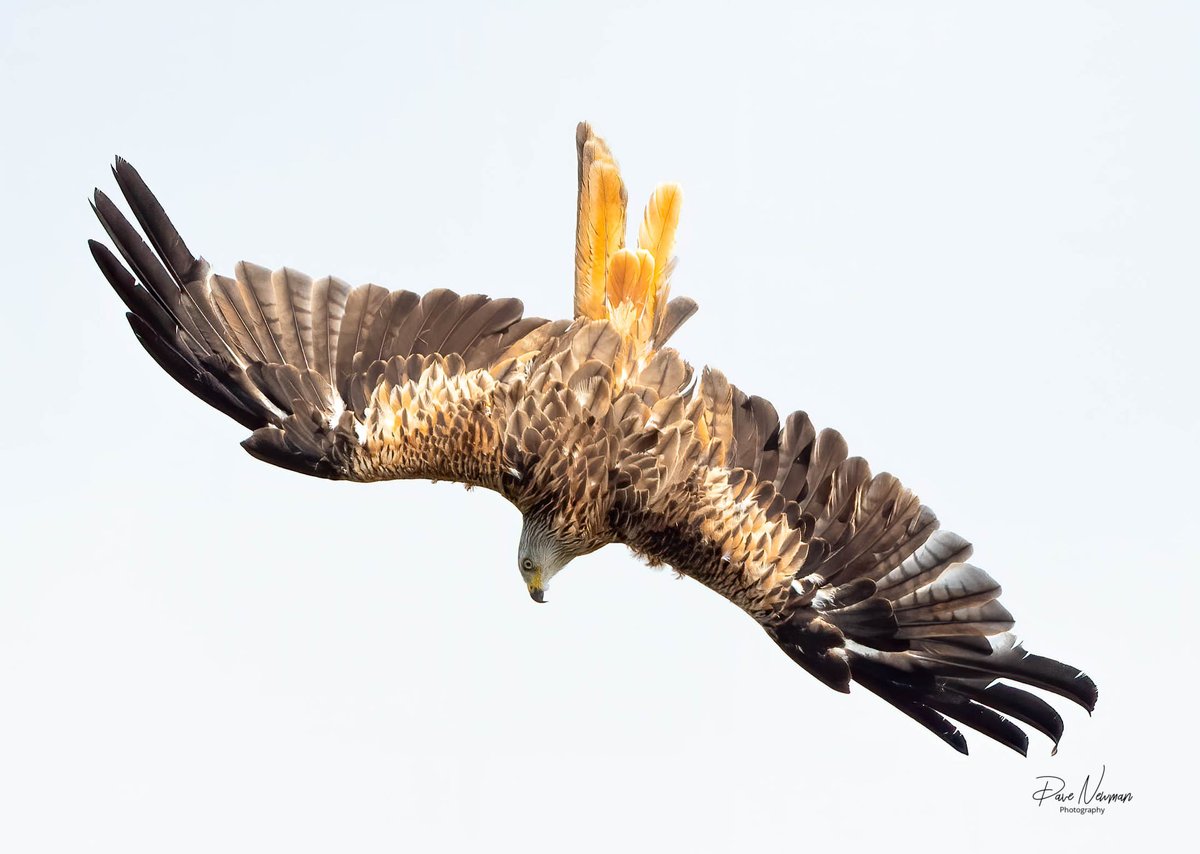 DaveSpherical's tweet photo. Love watching the red #kites diving bombing into action. Such elegant birds.
#TwitterNatureCommunity #talons @TheTalonUK #lincolnshire #sonyalpha #BirdsOfPrey #NaturePhotography #wildlifewednesday https://t.co/9FDjD3zk4t