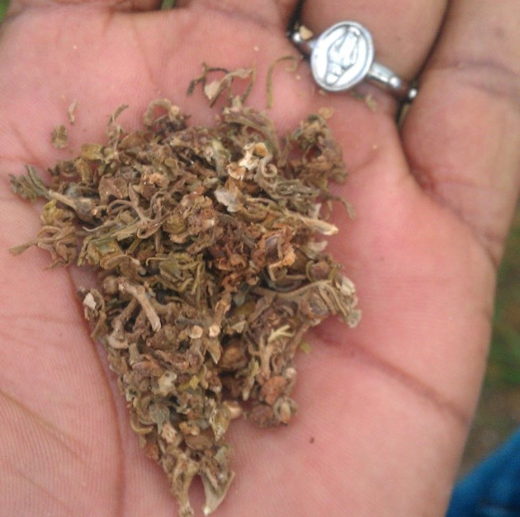 Vithas420's tweet photo. Hora de curtir a brisa em frente ao mar. #BudTime #KeepBurninβ https://t.co/74y7GTAnMB
