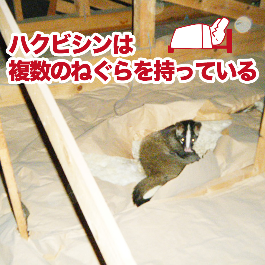 Tweets With Replies By 駆除ザウルス 害獣駆除のお悩みやご相談はお気軽にどうぞ a Alliance Twitter