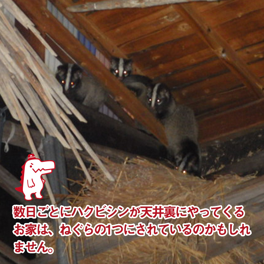 Tweets With Replies By 駆除ザウルス 害獣駆除のお悩みやご相談はお気軽にどうぞ a Alliance Twitter