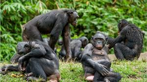 RobRobbEdwards's tweet photo. “Having respect for animals makes us better humans.” – Jane Goodall https://t.co/yFMvgOeQDL