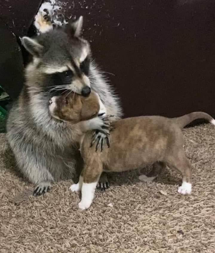 Raccoons Hourly (@raccoonhourly) on Twitter photo 
