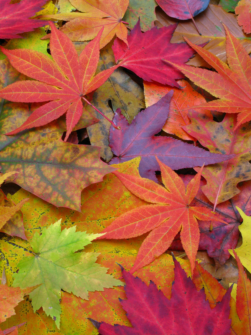DevelopT_SWTP's tweet photo. Embracing the seasons is good for your mental health so feel positive about the change in the seasons and enjoy the beauty of Autumn #wellbeingwednesday @selfcarepsychology https://t.co/LK6JkmJxf1