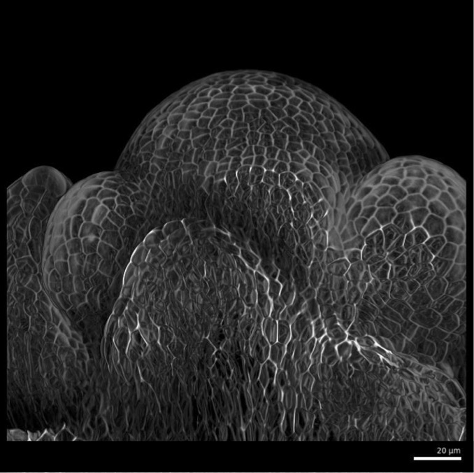 Pau Formosa-Jordan (@pauformosa) on Twitter photo Interested in doing a PhD in plant morphogenesis, combining microscopy, image analysis and modelling? Join my group to study the floral transition at cellular resolution! Deadline: 6 Dec 2021. #IMPRS <a href="/mpipz_cologne/">MPIPZ Cologne</a> mpipz.mpg.de/5372643/mpi-a-…
Image by M. Cerise & P. Casanova-Ferrer Interested in doing a PhD in plant morphogenesis, combining microscopy, image analysis and modelling? Join my group to study the floral transition at cellular resolution! Deadline: 6 Dec 2021. #IMPRS <a href="/mpipz_cologne/">MPIPZ Cologne</a> mpipz.mpg.de/5372643/mpi-a-…
Image by M. Cerise & P. Casanova-Ferrer