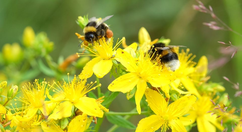mariagram_dk's tweet photo. Den norske humlebi-organisation La Humla Suse holder et gratis webinar om blomster til bier med oplægs­holdere fra Danmark, Sverige, Norge og Estland. Du kan se programmet og tilmelde dig webinaret på https://t.co/3X9LWkOgC0 https://t.co/QNSCQ5sjir