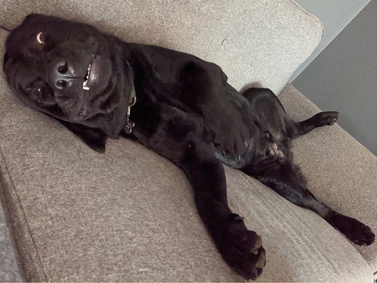 Napier_Social's tweet photo. How's everyone else starting their day? #dogslife #DogsofTwittter #HumpDayVibes 🐕🐕 https://t.co/7bvSOY1IsP