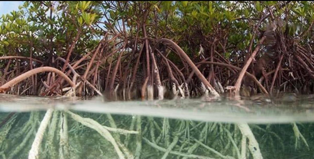 FMB_Chamber's tweet photo. 🐚🌴 Captain Bubby's IsLAND Tours cover's interests and themes such as history, nature, the beach, a family pirate hunt, or nearly any adventure guests can imagine! 🏴‍☠️🦩🐊 Give them a call at (239) 558-5522.

https://t.co/hQaWoj4K9Z

#fortmyersbeach #sanbel #captiva https://t.co/WadMOSogHQ