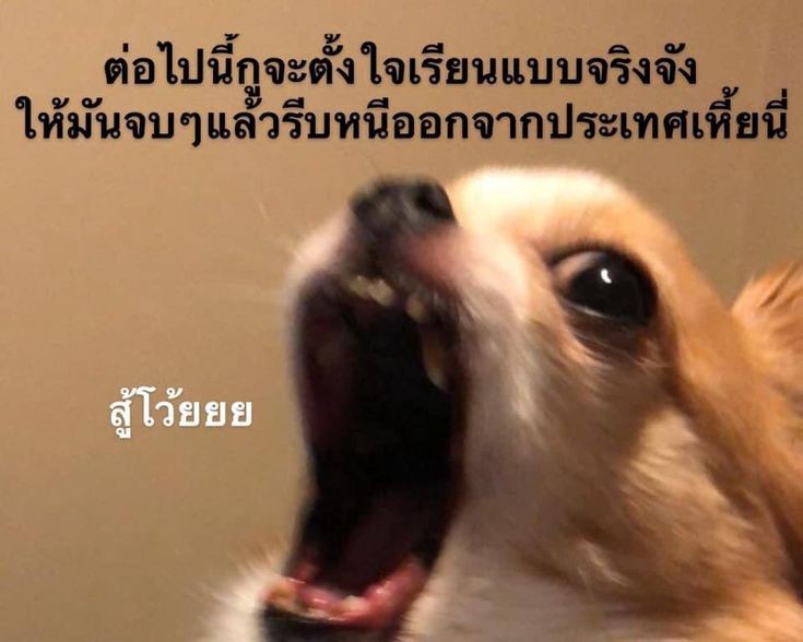 หิว tweet media
