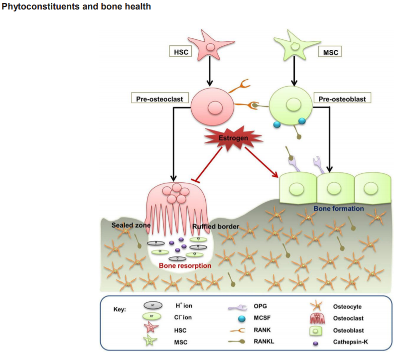 Landmark_IMR's tweet photo. Welcome to read the paper in Frontiers in Bioscience-Landmark:
Phytoconstituents as novel osteo-protective agents: Implications in bone health, by Rupesh K. Srivastava
https://t.co/HoVUzmpebU
#Phytoconstituents #Osteoporosis #Bone_health #Bone_loss #Osteo_protective https://t.co/a1O2xZS9GH