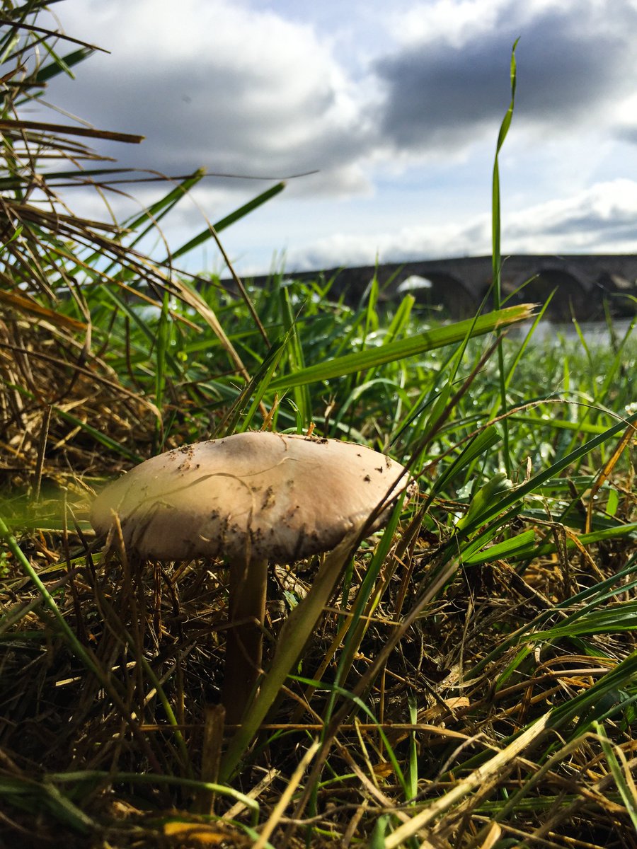 OtGien's tweet photo. 🍄 Emplacement de privilège pour ce champignon avec cette vue sur le Vieux-Pont de #Gien 👀 Faîtes comme lui, venez apprécier les terres Giennoises 😉 #tourismeloiret https://t.co/rzYPCWsfwy