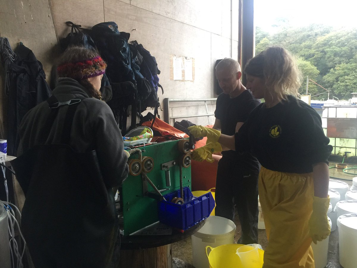 EmmajStuart's tweet photo. 🌱 Amazing day seeding lines of Alaria esculenta and Saccharina latissima @CornishSeaweed https://t.co/aXADrMkb6i