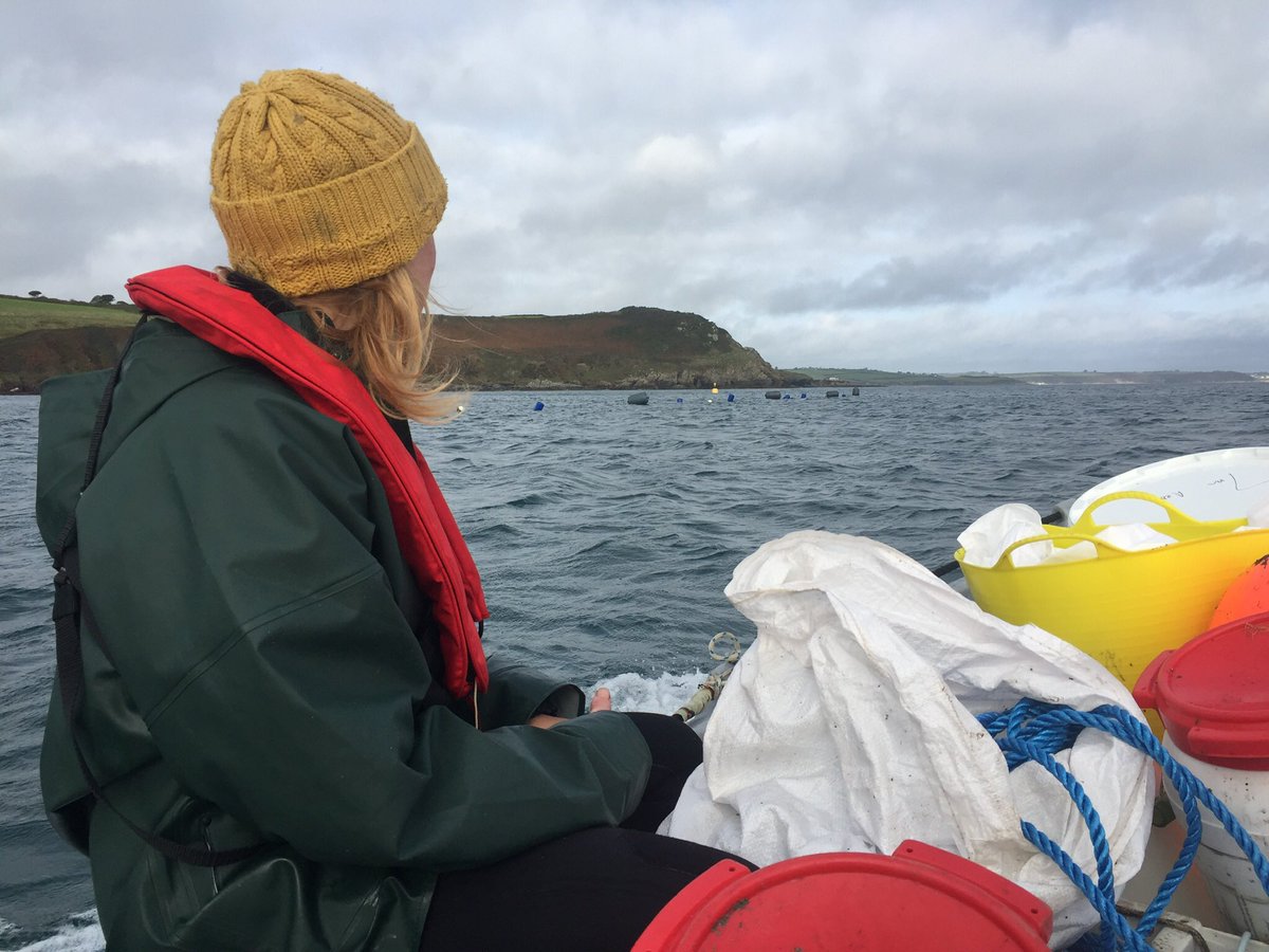 EmmajStuart's tweet photo. 🌱 Amazing day seeding lines of Alaria esculenta and Saccharina latissima @CornishSeaweed https://t.co/aXADrMkb6i