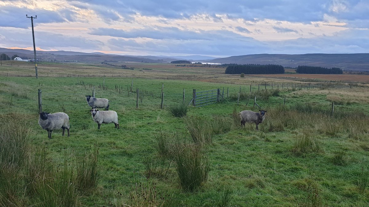 PhilW79338631's tweet photo. Good morning #Shinness #shetlandsheep #crofting https://t.co/UqJZ2aQtR3