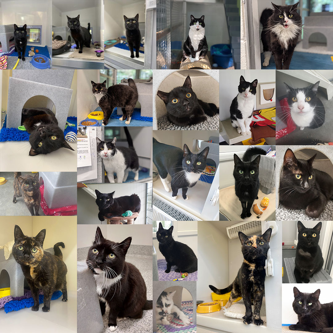 CatsProtection's tweet image. 🐈‍⬛ It wouldn't be #BlackCatDay without us showing off some of the gorgeous monochrome moggies we currently have in our care! ⬇️ 

How are you celebrating the day with your feline friend? 🎉