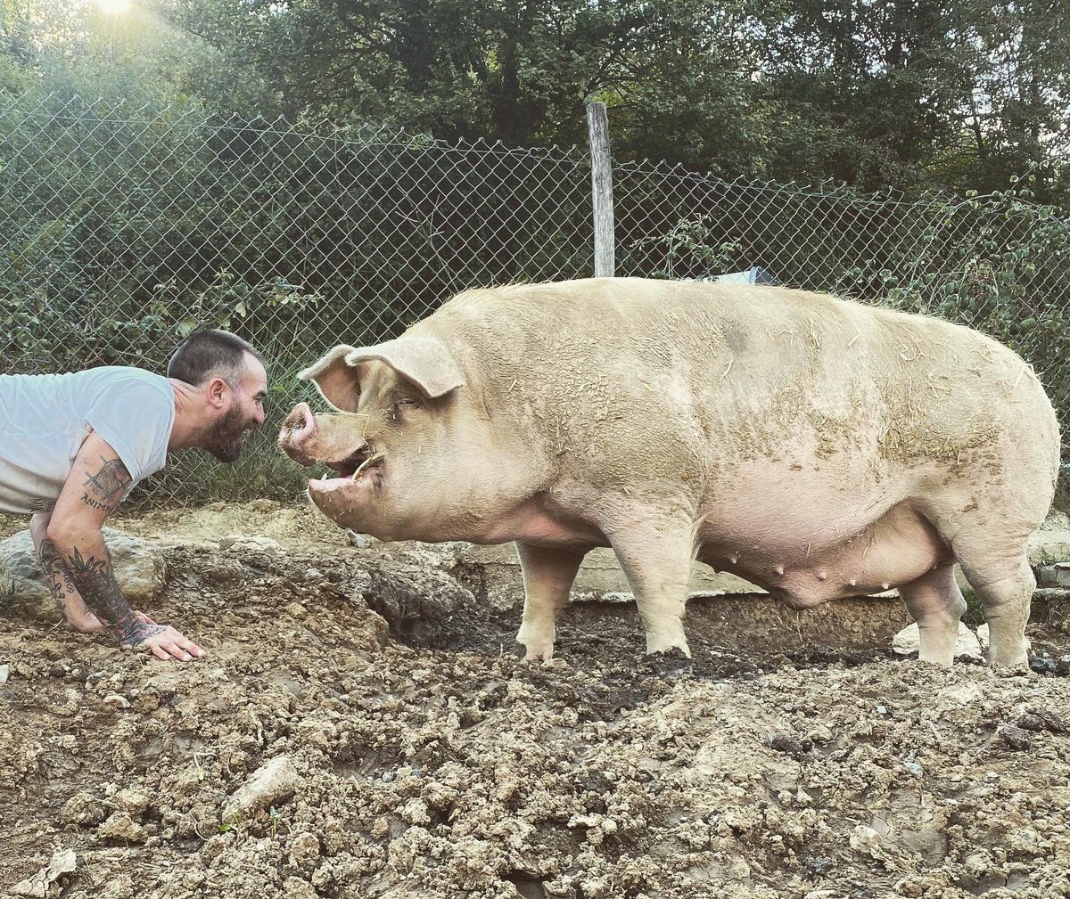 IsmaelSantuario's tweet photo. LOS CERDOS DICEN TE QUIERO 💚

Hace mucho tiempo que los humanos olvidamos que también somos animales, desconectado totalmente de la naturaleza y el mundo que nos rodea. Nos hemos vuelto tan egocéntricos, que…

Leer más: https://t.co/KwSn9Fxjd8 https://t.co/emaFS3qBMS