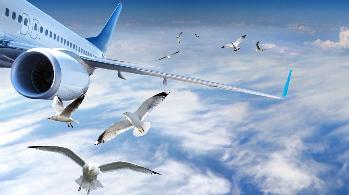 Это птица это самолет. Птица и самолет разница. Это птица это самолет. Самолет и птица сравнение. Это птица это самолет.