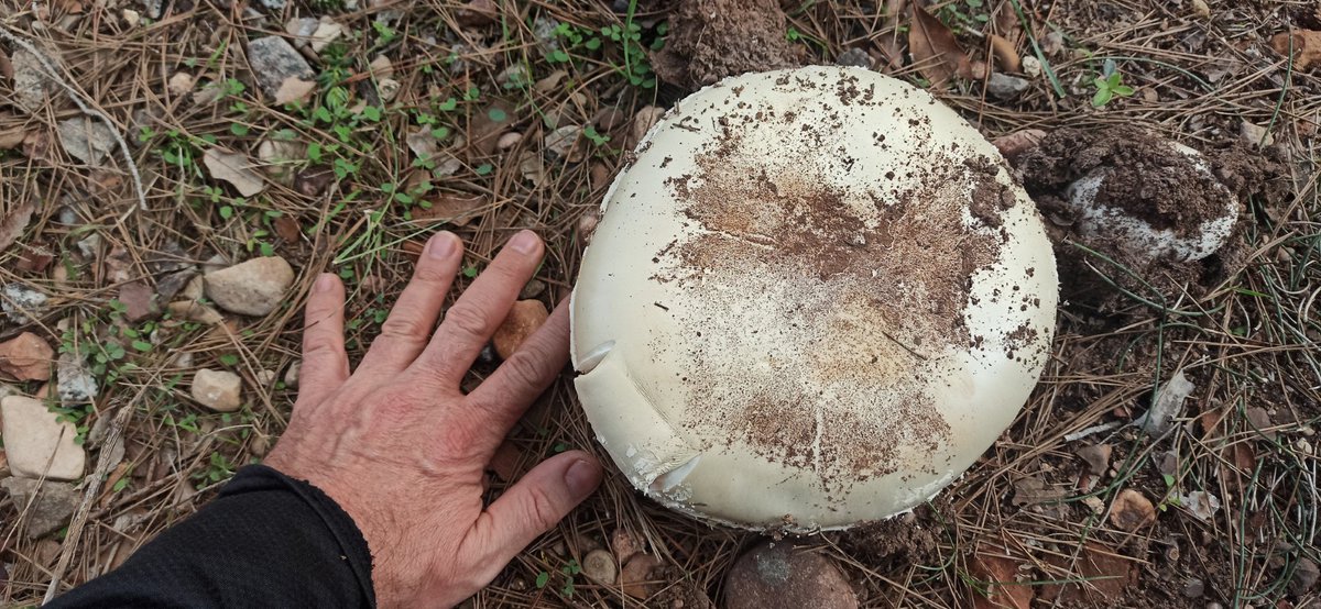caudelguille's tweet photo. L'he confós amb una pedra seca #boletsec #santllorençsavall https://t.co/fcIkAOW9tQ