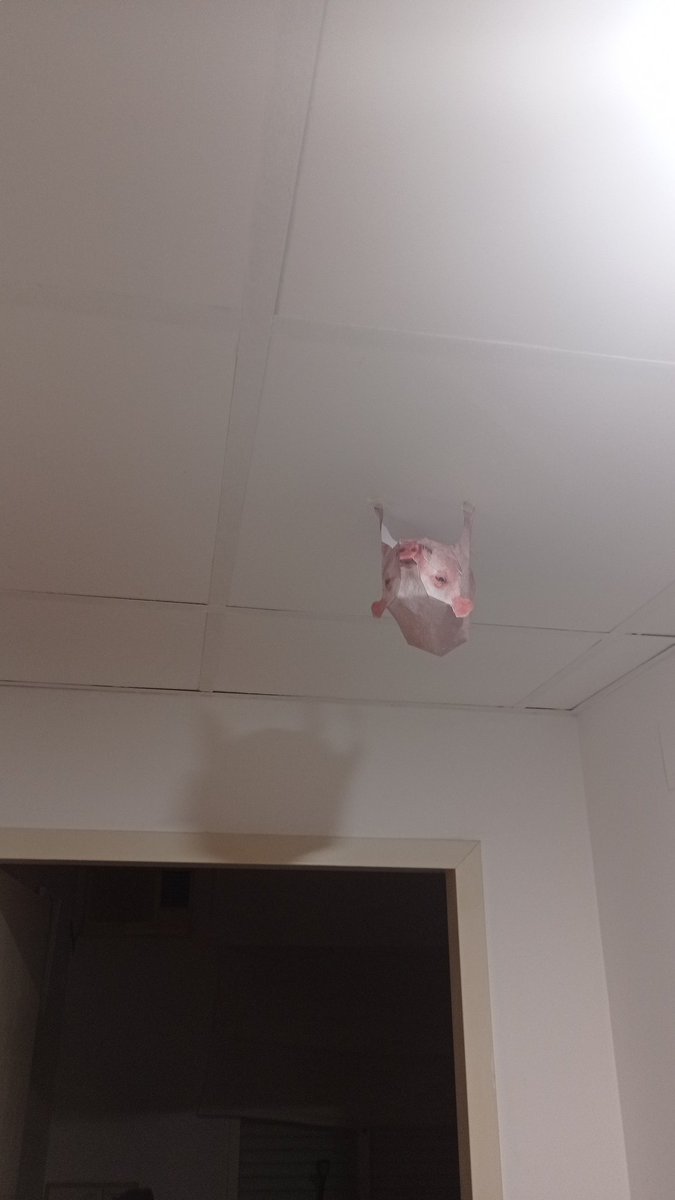 fokinchacaldo's tweet photo. spider cerdo spider cerdo https://t.co/yB0E4hEoE0