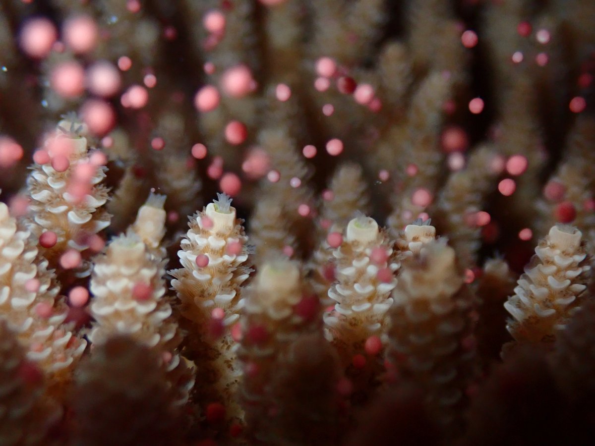 Of course, we can't leave out the classic beauty of Acropora bundles - the stars of the #spawnathon2021 show🤩 <a href="/SeaSim_AIMS/">SeaSim</a> <a href="/aims_gov_au/">Australian Institute of Marine Science</a>! 

It's the last night and then it's into the nursery to rear the ~4.5M larvae supplying many experiments #ReefTrust