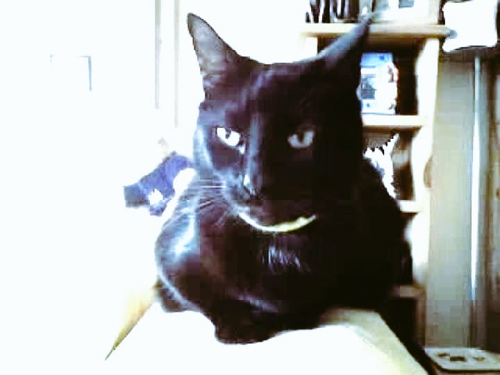 Have a fabulous #BlackCatDay2021 everyone 🐈‍⬛💕
#SylvesterRIP2005 
#SuperShinyPusscat
#SuperCool