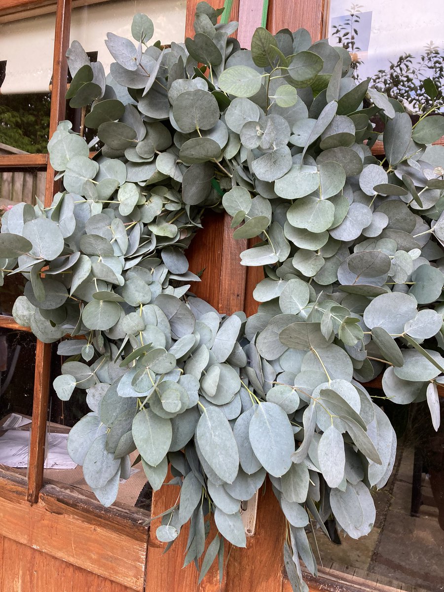These Eucalyptus Door Wreaths bring such a refreshing scent to your porch/hallway and have many medicinal benefits #eucalyptus #doorwreath #twittermagic