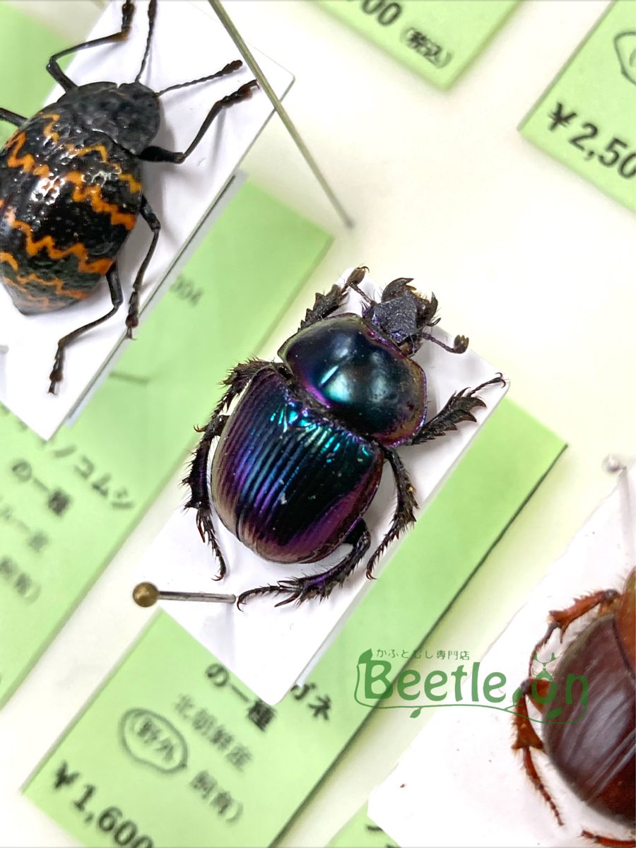 Beetle On ビートロン 東京店 標本販売事業部 Beetle On東京店 営業中です 今では入手が難しい北朝鮮産のセンチコガネを販売中 北朝鮮産としては発色の良い個体だと思います 日本産と並べ比べてみるのはいかがでしょうか その他各種 標本を取り揃え