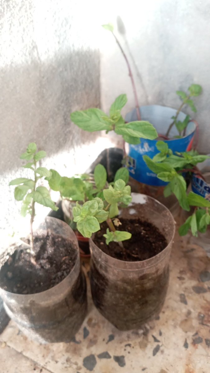 mostra_m's tweet photo. My experience growing mint in water and soil
 Test https://t.co/uPC1wxlkvA