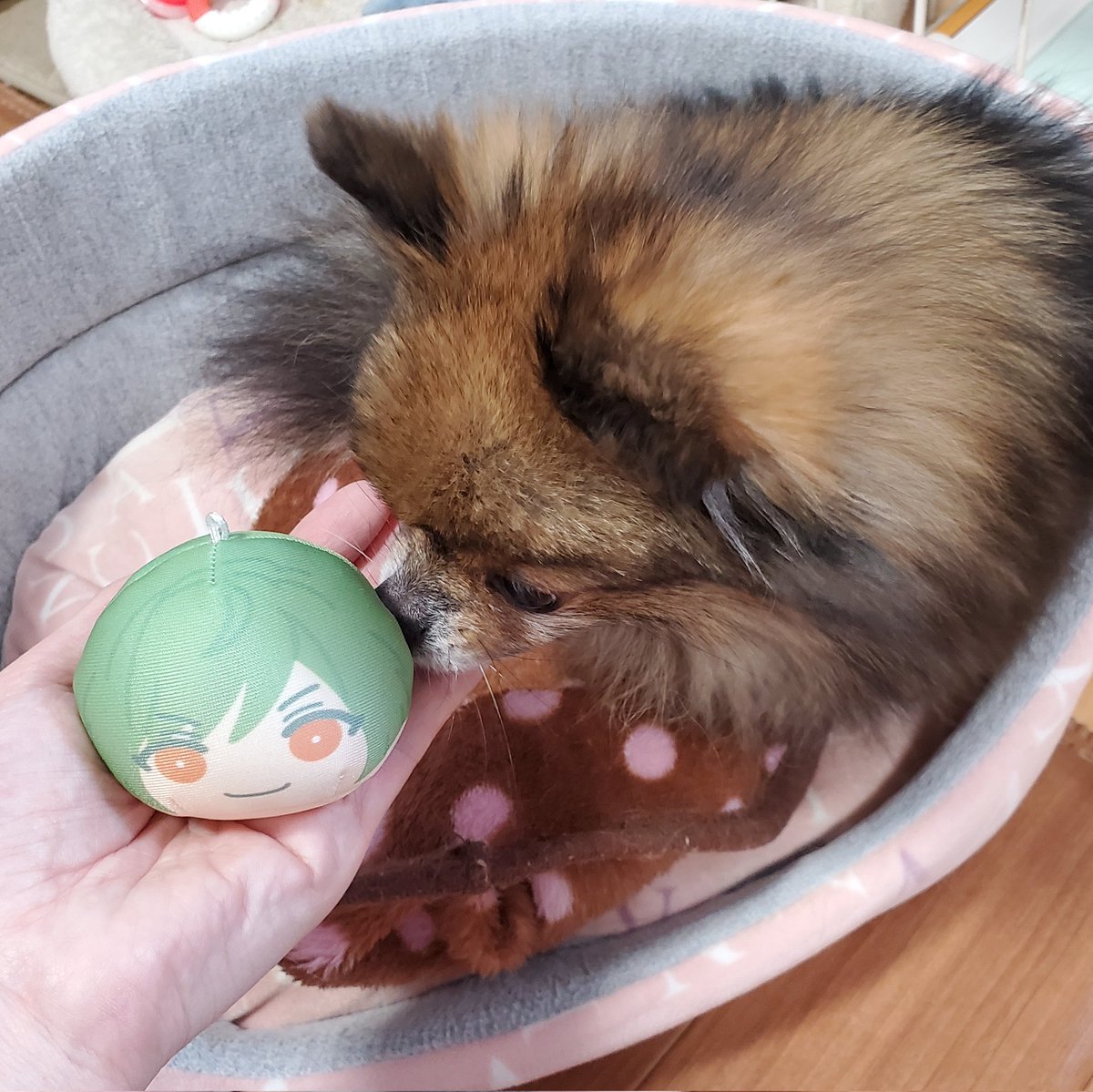 あんこ(しぇりーあんこ) tweet media