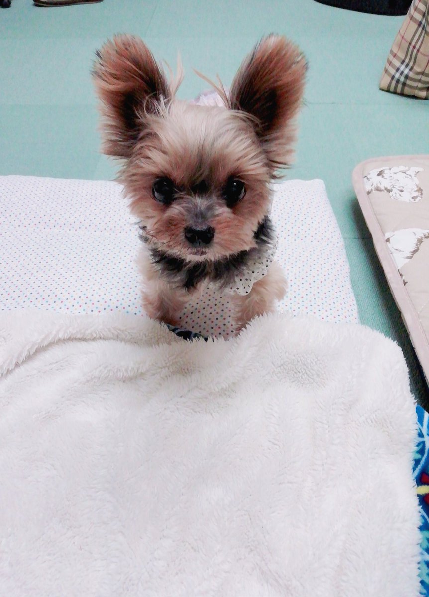 ヨークシャテリア Twitter Search