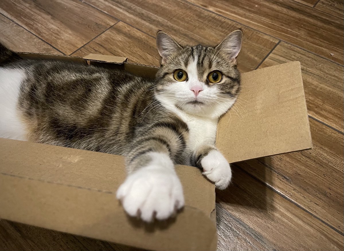 Hi, Twitter. I'm back.  Gina has grown up and become more lovely. How are you, my friends?😘

#CatsOfTwitter 
#cats 
#猫