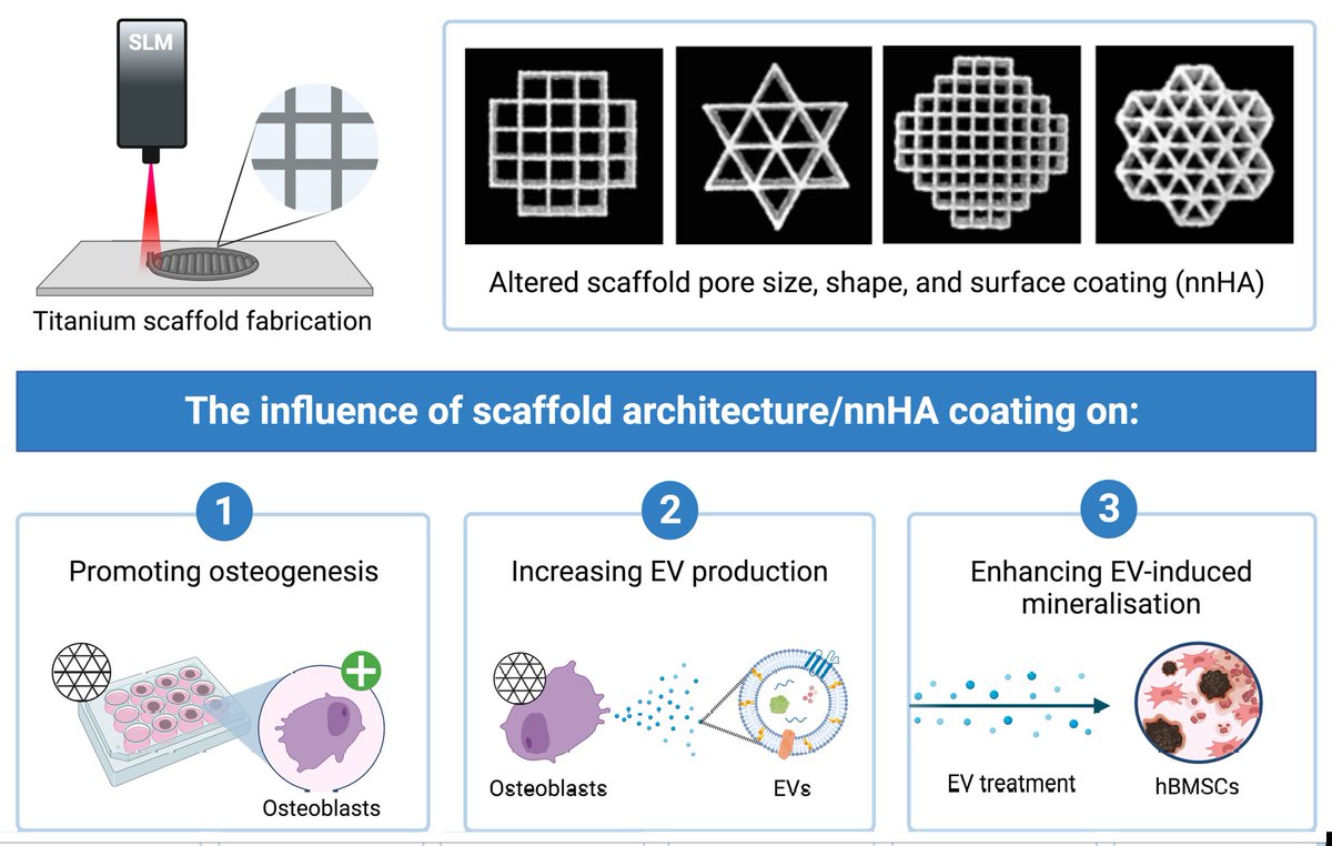 Excited to share our latest paper in <a href="/FrontBioeng/">Frontiers - Bioengineering and Biotechnology</a>. Here we developed a bone-mimetic 3D printed scaffold to enhance the production of pro-osteogenic #extracellularvesicles for bone regeneration #3Dprinting #Biomaterials #AdditiveManufacturing <a href="/HTIbham/">Healthcare Technologies Institute (HTI)</a> bit.ly/3CiBhxY