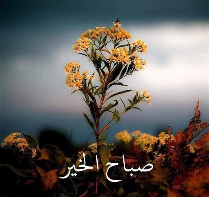 صباحيات حب 
وعيناك جادت 
بلحظة عشق
تمادت لتروي الحنين
ونادت باني احبك
سابقى على شرفة الوعد وامامي ساعة رملية
انتظرها لتكتمل على أمل لقائي بك

صباحكم ورد