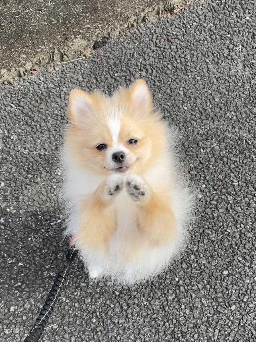 抱っこぉ あざと可愛すぎるポメさんのお姿に悶絶する人続出 わんちゃんホンポ