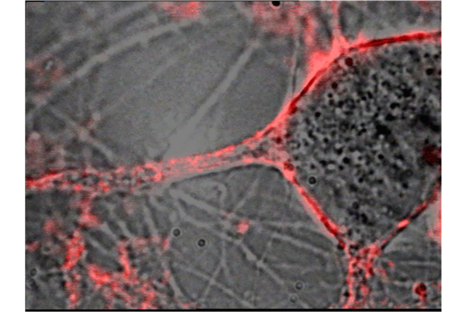 Researchnewscc's tweet image. Monitoring living brain cells with ultra small particles #monitoring #braincells #smallparticles #research #newspaper @Columbia 

Read more about this here: ow.ly/VEoe50GyBmo

Subscribe for free to ResearchNews Newsletter: researchnews.cc/index.asp?int_…