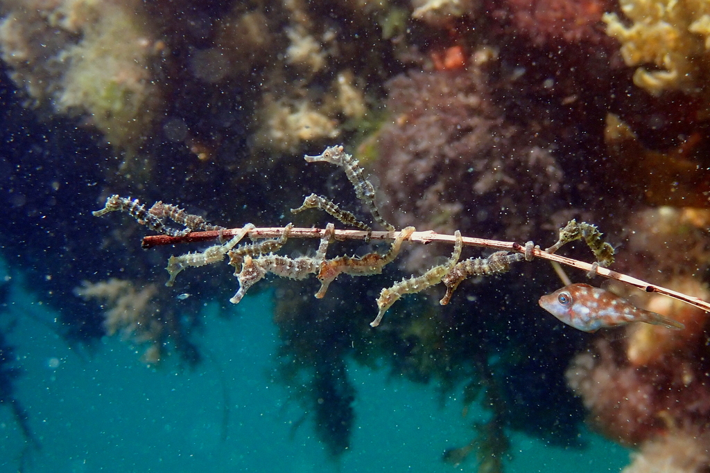 projectseahorse's tweet photo. "A raft of Hippocampus" ... 
What a lovely shot of a "herd" of juvenile Shorthead #seahorses. Found along the southern coast of Australia, they are a particularly social species. 

#WildlifeWednesday
#FishareWildlifeToo

📸#iNaturalist user sascha_schulz https://t.co/Yz9Dw0EogB