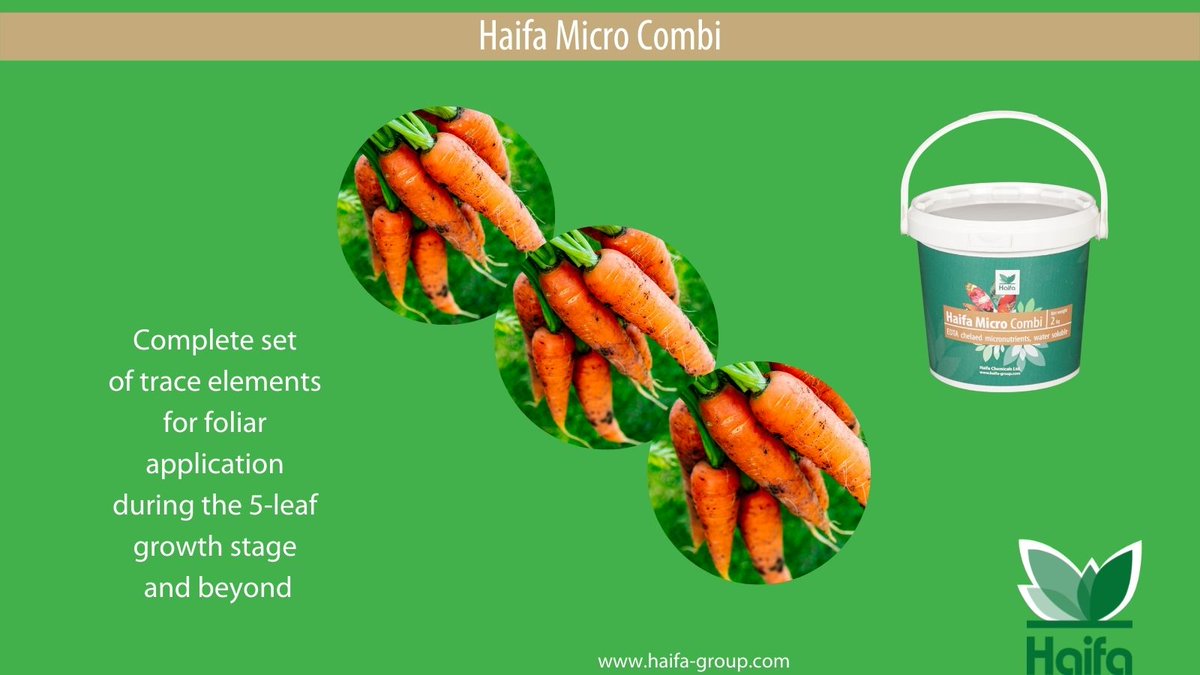 Haifa_SEE's tweet photo. Haifa Micro Combi
Complete set of trace elements for foliar application during the 5-leaf growth stage and beyond
#Haifa #MicroCombi https://t.co/lWyFD9jC2E
