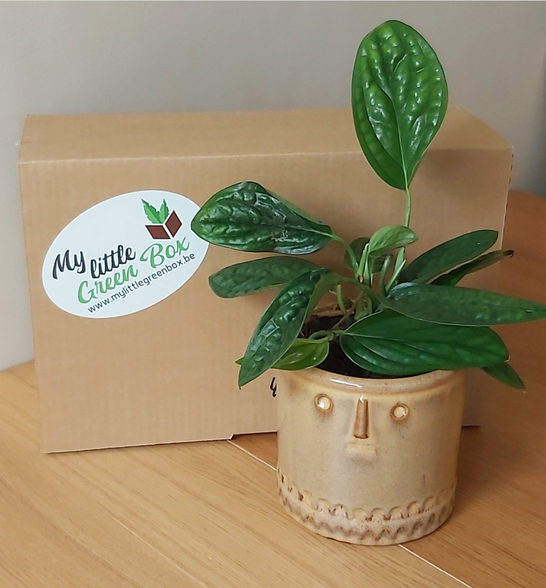 MyLittleGreenB2's tweet photo. Notre dernière box "J'embellis mon intérieur" et son 𝙀𝙥𝙞𝙥𝙧𝙚𝙢𝙪𝙢 𝙥𝙞𝙣𝙣𝙖𝙩𝙪𝙢 "𝙈𝙖𝙧𝙗𝙡𝙚 𝙋𝙡𝙖𝙣𝙚𝙩" 🌱🌿🌱

Vous pouvez dès à présent commander nos prochaines box's 😊
https://t.co/CV4dCqEbqa 

#mylittlegreenbox #mlgb #jembellismoninterieur #green #plantaddict https://t.co/LjLekKHLOB